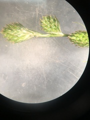 Carex longii