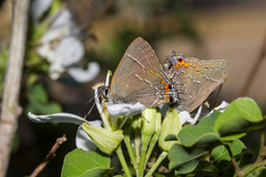 Satyrium favonius