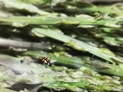 Crioceris bicruciata