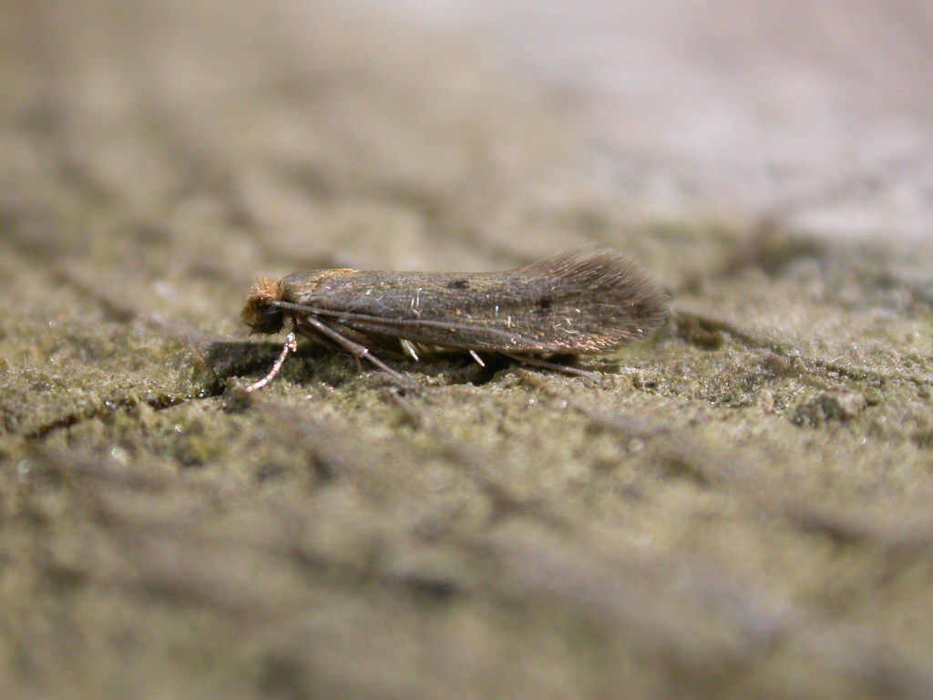 Niditinea
