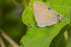Satyrium favonius