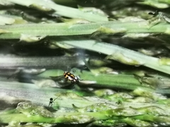 Crioceris bicruciata