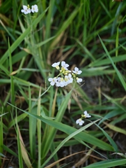 Rock Cress (Cardaminopsis)