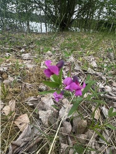 Bitter Vetch