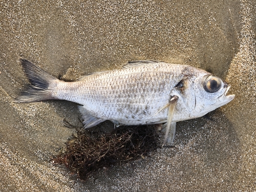 Bigeye grunt (Brachydeuterus auritus) — Haemulidae — 4