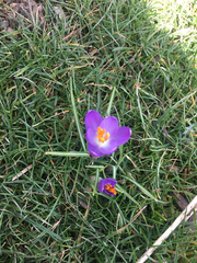 Crocus vernus