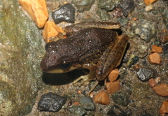 Craugastor longirostris