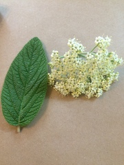 Viburnum rhytidophyllum