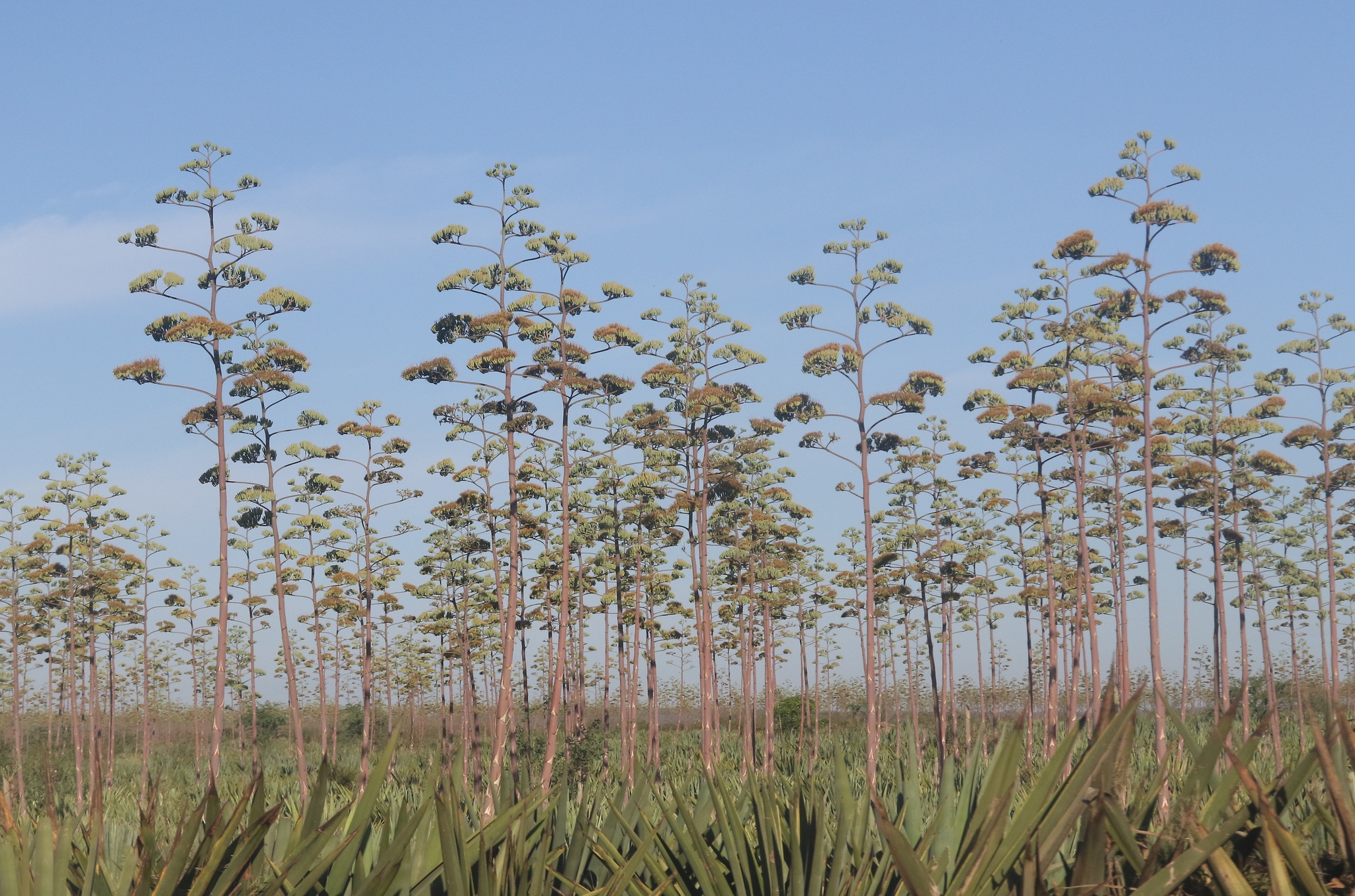 Imagem de Sisal