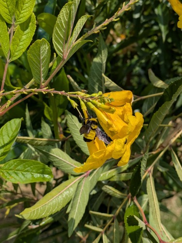 Sonoran Bumble Bee