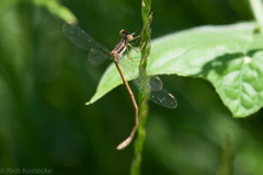 Lestes australis