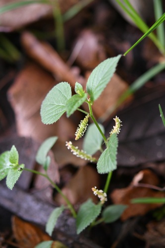 shrubby copperleaf