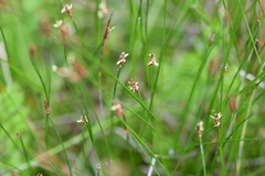 Eleocharis macrostachya, photograph (c) Neptalí Ramírez Marcial, some rights reserved (CC BY)