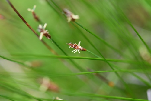 Eleocharis macrostachya, photograph 2