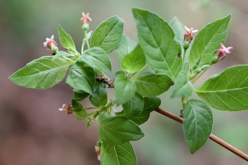 Fuchsia thymifolia minimiflora