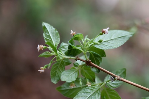 Fuchsia thymifolia, photograph 6