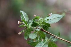 Fuchsia thymifolia, photograph (c) Neptalí Ramírez Marcial, some rights reserved (CC BY)