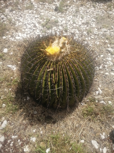 Candy Barrel Cactus