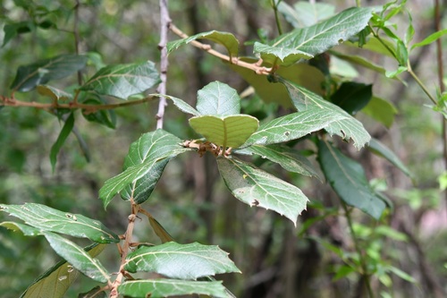 Quercus crassifolia, photograph 6