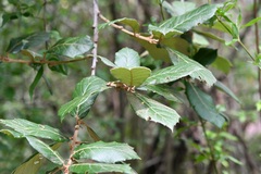 Quercus crassifolia, photograph (c) Neptalí Ramírez Marcial, some rights reserved (CC BY)