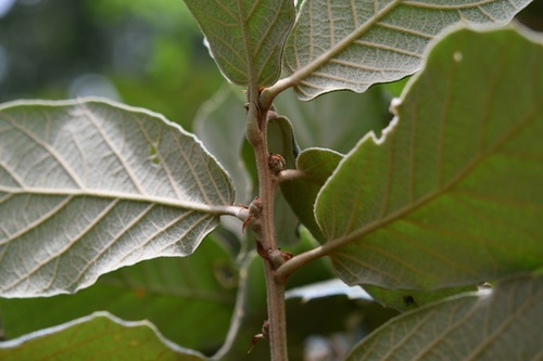 Quercus crassifolia, photograph 5