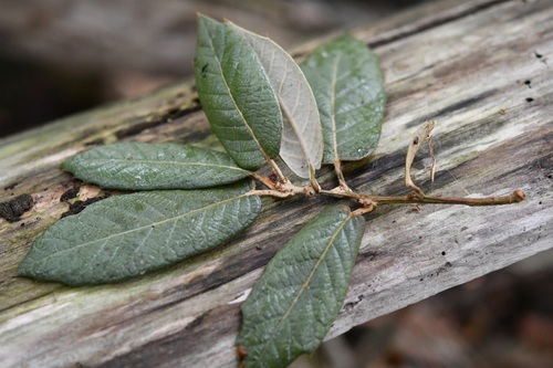 Leather leaf mexican oak