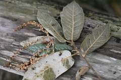 Quercus crassifolia, photograph (c) Neptalí Ramírez Marcial, some rights reserved (CC BY)