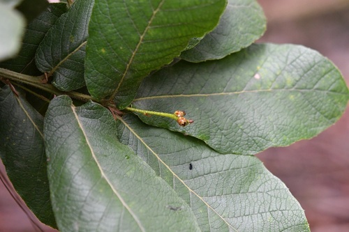 netleaf oak