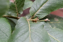 Quercus rugosa, photograph (c) Neptalí Ramírez Marcial, some rights reserved (CC BY)