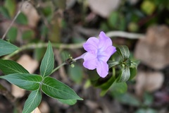 Ruellia breedlovei, photograph (c) Neptalí Ramírez Marcial, some rights reserved (CC BY)