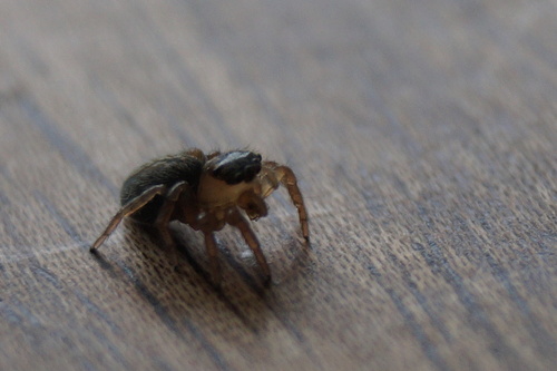 Beardfooted spider, Noord-Brabant, NL, photo 10 of 10