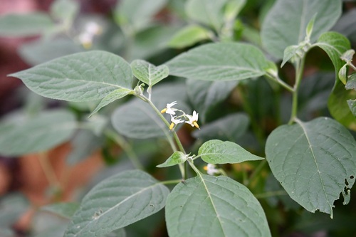 Divine Nightshade