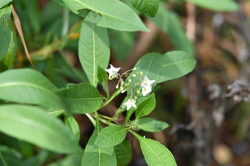 Solanum pubigerum, photograph 1