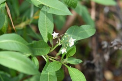 Solanum pubigerum, photograph (c) Neptalí Ramírez Marcial, some rights reserved (CC BY)