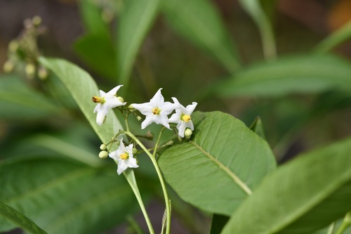 Solanum pubigerum
