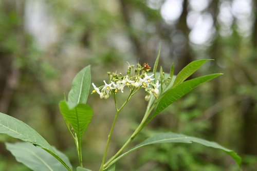 Solanum pubigerum, photograph 2