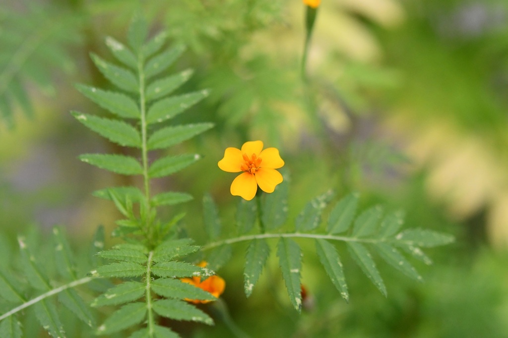 Tagetes tenuifolia; photograph (c) Neptalí Ramírez Marcial, some rights reserved (CC BY)