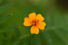 (c) Neptalí Ramírez Marcial, some rights reserved (CC BY) Tagetes tenuifolia, photograph (c) Neptalí Ramírez Marcial, some rights reserved (CC BY)