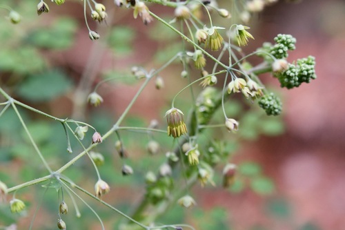 Guatemalan Meadow-rue