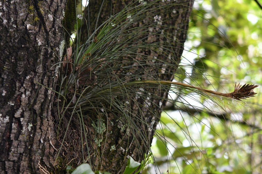 Tillandsia juncea; photograph (c) Neptalí Ramírez Marcial, some rights reserved (CC BY)