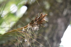 (c) Neptalí Ramírez Marcial, some rights reserved (CC BY) Tillandsia juncea, photograph (c) Neptalí Ramírez Marcial, some rights reserved (CC BY)