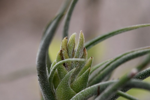 Tillandsia pruinosa, photograph 5