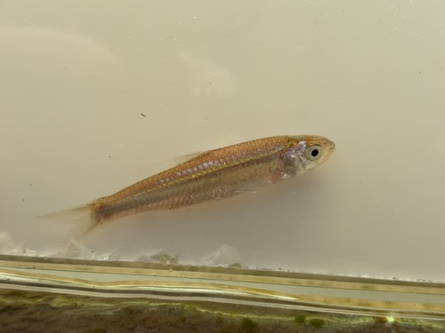 Silverband shiner (Notropis shumardi) — Cyprinidae — 4