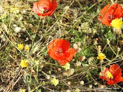 Plantago lagopus