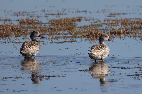 iNaturalist image