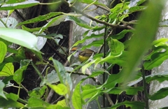 Phyllergates cucullatus