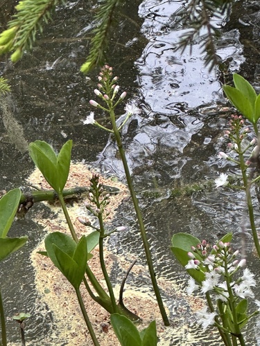 Bogbean