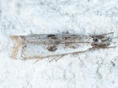 Microcrambus croesus