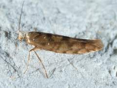 Argyresthia alternatella