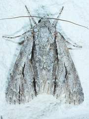 Acronicta texana